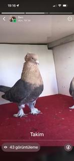 Takla pilaten, Dieren en Toebehoren