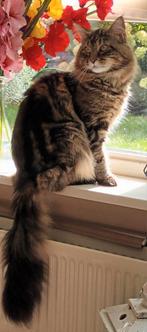 Lieve mooie mc dekkater bied zich aan