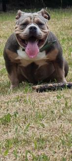 American pocket bully pups., Parvo, Overige rassen, 8 tot 15 weken, Meerdere