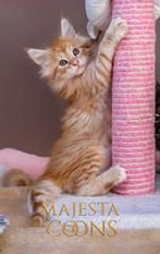 😻🇳🇱Maine Coon Kittens - MajestaCoons🇳🇱😻, Meerdere dieren, Met stamboom, 0 tot 2 jaar