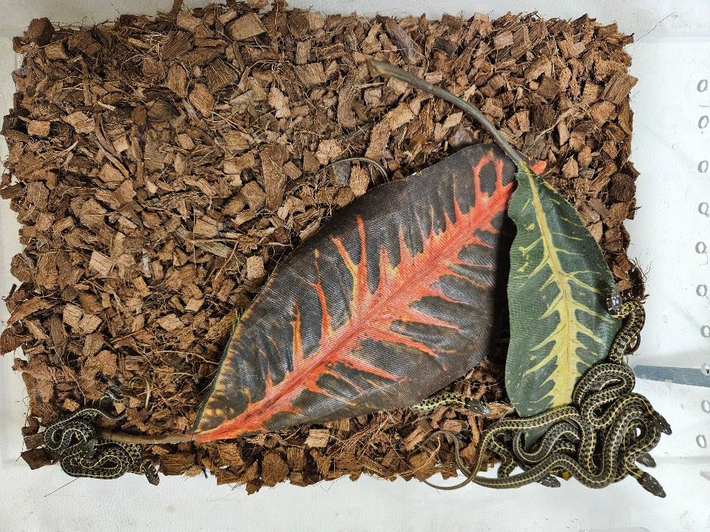 Thamnophis marcianus Geruite kousebandslang Green Tree Python - female for sale from TerShop