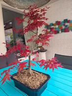 Bonsai Acer palmatum Deshoyo - Japanse Esdoorn, Overige soorten, Vaste plant, Ophalen of Verzenden, Bloeit niet