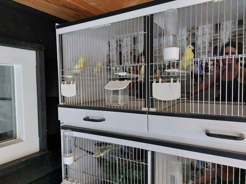 Mooie jonge kanaries, Dieren en Toebehoren, Vogels | Kanaries, Geslacht onbekend, Kleurkanarie