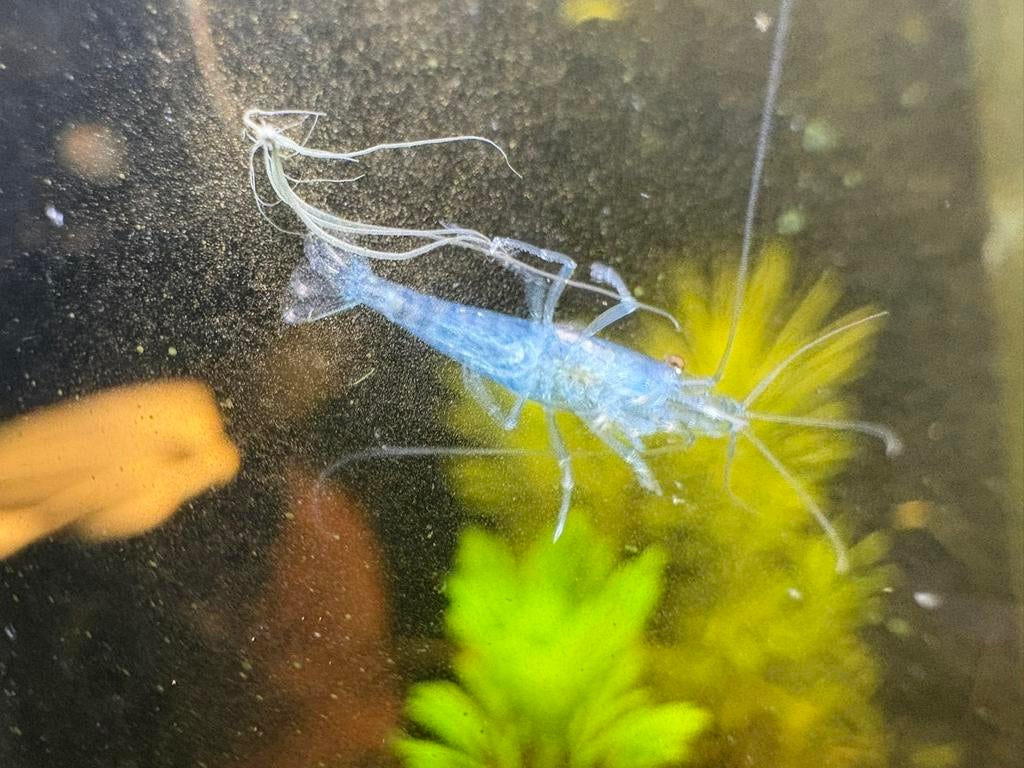 Bleu jelly garnalen. €1,25 p.s., Ophalen, Nieuw