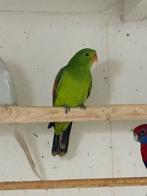 Roodvleugel pop, Dieren en Toebehoren, Vogels | Parkieten en Papegaaien, Vrouwelijk, Parkiet