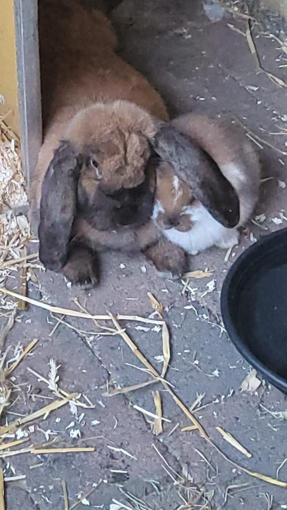 Konijnenoppas Noord-Brabant., Oppas