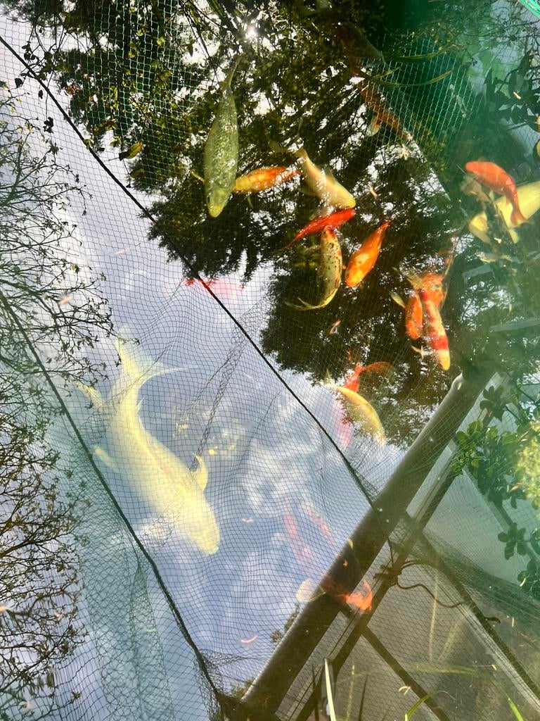 Japanse Koi, Dieren en Toebehoren, Vissen | Vijvervissen, Karper of Koi
