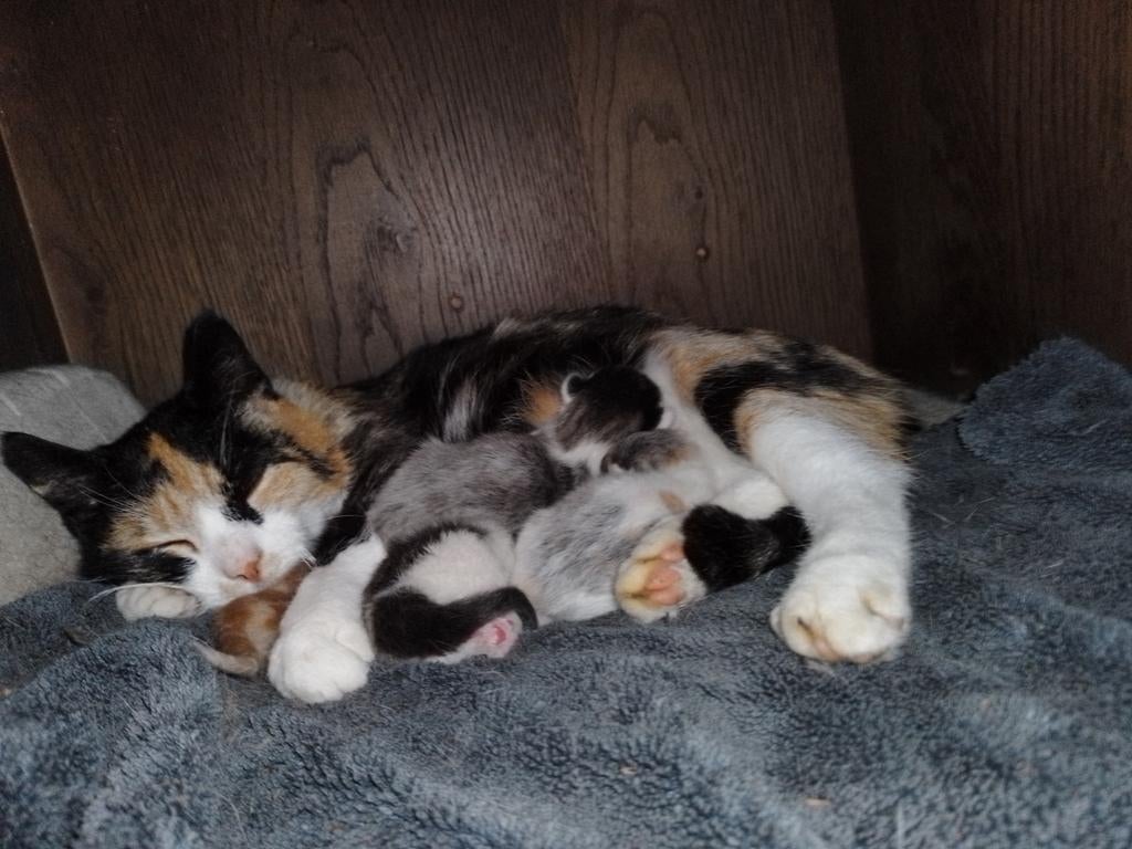 Boerderij kittens, Dieren en Toebehoren, Katten en Kittens | Overige Katten, Meerdere dieren
