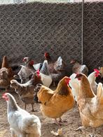 Mooie kippen, Dieren en Toebehoren, Pluimvee, Vrouwelijk, Kip