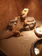 2 baardagamen met terrarium, Dieren en Toebehoren, Reptielen en Amfibieën, Met terrarium, 0 tot 2 jaar