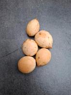 Zaden Cycas Revoluta ., Ophalen of Verzenden, Volle zon