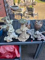 Levend steen 20 kg, Dieren en Toebehoren, Vissen | Aquaria en Toebehoren, Ophalen, Sierelement