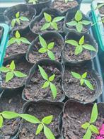 Madame Jeanette  peper , moestuin plant, Ophalen