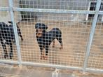 Mirna – de kalme en aanhankelijke rottweiler, Particulier, Buitenland, Teef, Eén hond