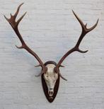 Groot Spaans EDELHERT GEWEI - ongelijke 14-ender