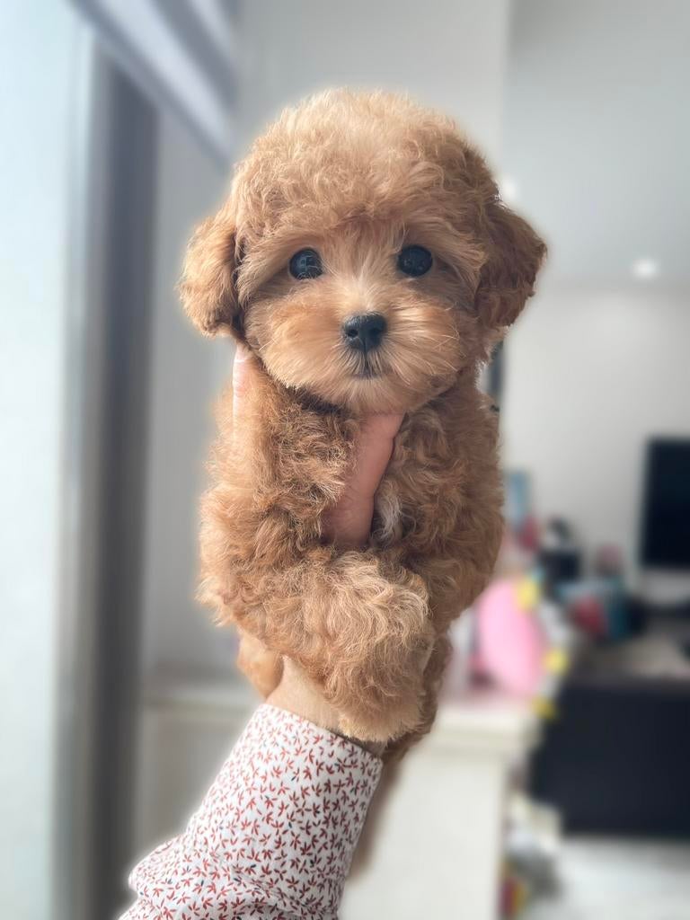 Prachtige Maltipoo F2 pup ( Maltipoo / Asian Toy Poedel ), Particulier, Overige rassen, 8 tot 15 weken, Buitenland