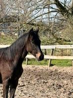 Jaarling merrie van topper Real Dream, Dieren en Toebehoren, Paarden, Merrie, Minder dan 160 cm, Met stamboom, Niet van toepassing