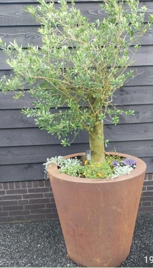 Grote pot met olijfboom 1 meter hoog erg zwaar, Ophalen, Rond, 60 cm of meer