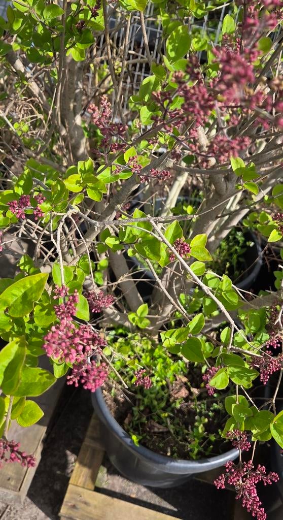 Grote Sering - Prachtige Bloeiende Struik, Tuin en Terras, Volle zon, Vaste plant, Lente, Ophalen