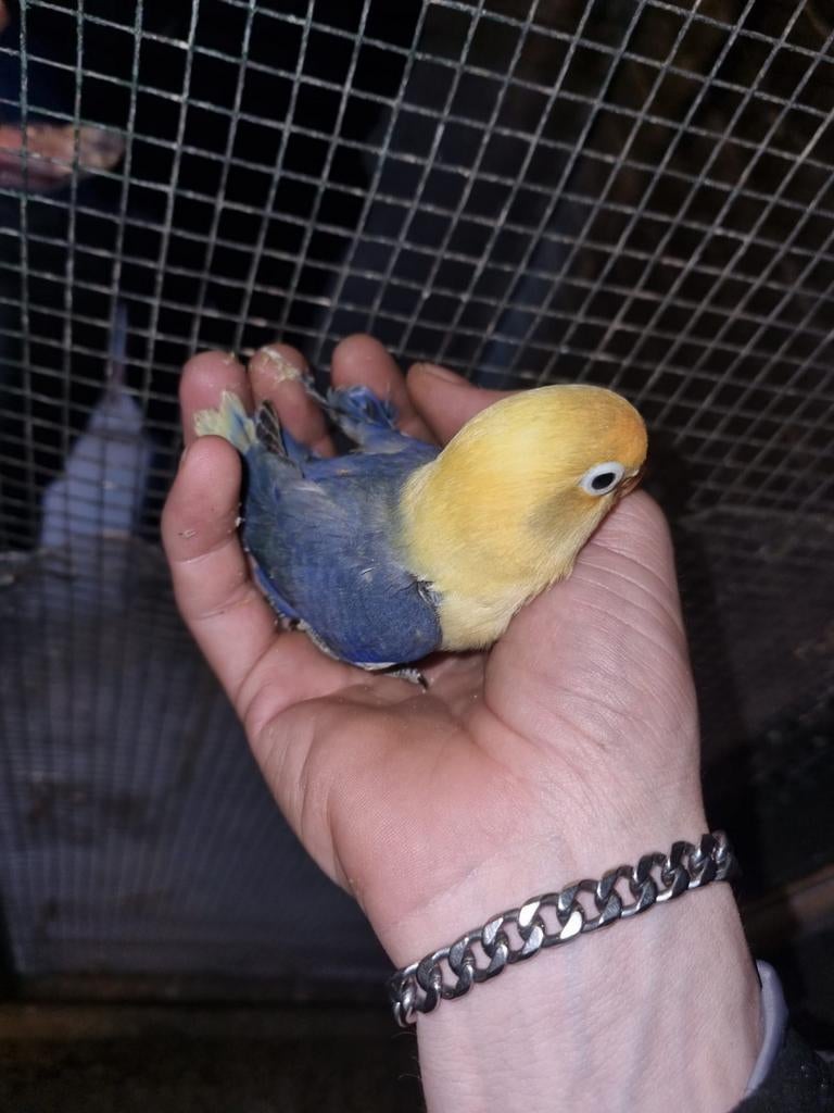 jongen  dwergpapagaai voor tam te maken 8 weken mogen ze weg, Geslacht onbekend, Dwergpapegaai of Agapornis, Tam