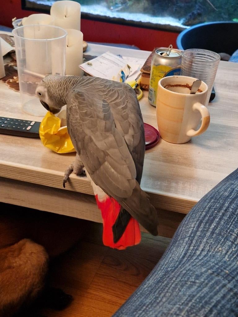 Mooie grijze roodstaart( man)vaste prijs, Mannelijk