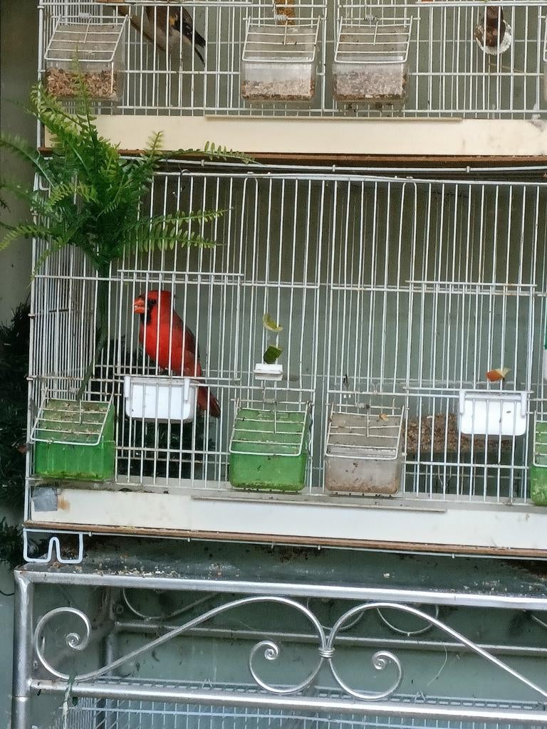 Te koop kardinalen 2025, Dieren en Toebehoren, Vogels | Overige Vogels, Mannelijk