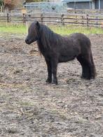 3jarige grote maats shetlander merrie van 107 cm, Merrie