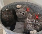 Britse korthaar kitten poesje donker bruin, Poes, Ontwormd, 0 tot 2 jaar