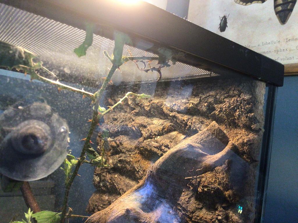 Australische flappentakken PSG9, Dieren en Toebehoren, Wandelende tak