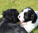 Cavapoo pups, Nederland, 8 tot 15 weken, Meerdere, Meerdere dieren