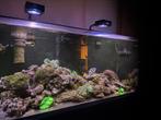 Inhoud zee aquarium red rea reefer 350, Zoutwatervis