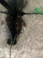 Meerval L091, Ophalen of Verzenden, Overige typen