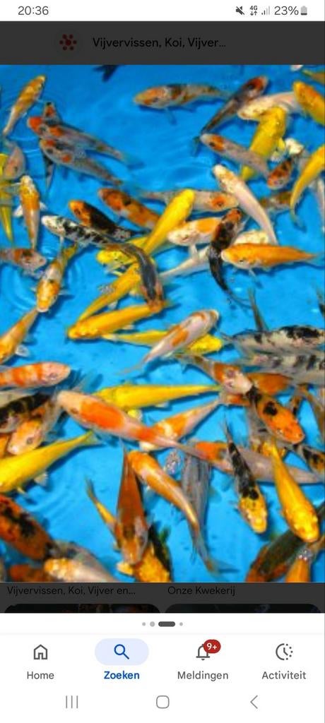 Gezocht jonge koi karpertjes, Karper of Koi