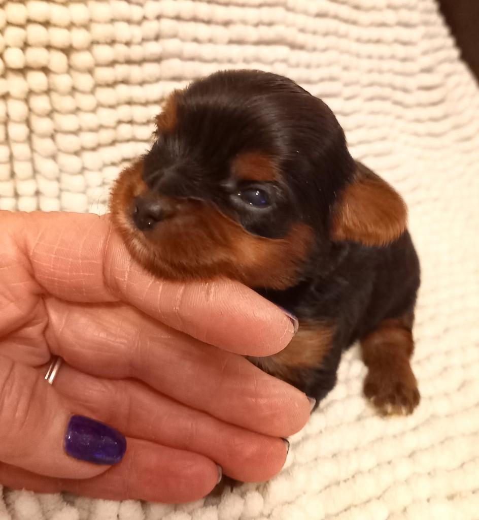 Klassieke Biewer met York look-a-like, Yorkshire Terriër, Parvo, 8 tot 15 weken, Meerdere