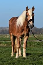 ## GEWELDIGE, zeer leuke & knappe grote Haflinger ruin ##, Dieren en Toebehoren, Pony's, Ruin, Dressuurpony, 3 tot 6 jaar, Gechipt