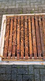 Bijenvolk op 4 ramen, buckfast, zachtaardig (volk 6), Dieren en Toebehoren, Bijen