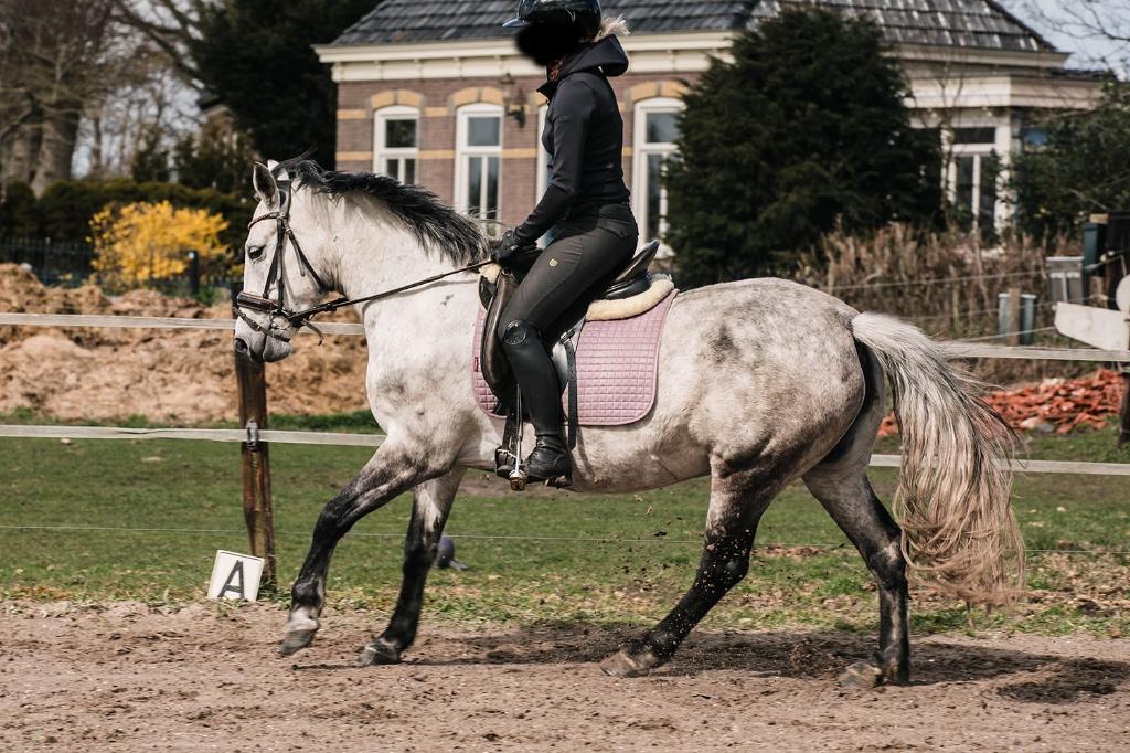 Brave D pony, Dieren en Toebehoren, Pony's, L, 7 tot 10 jaar, D pony (1.37m tot 1.48m), Merrie
