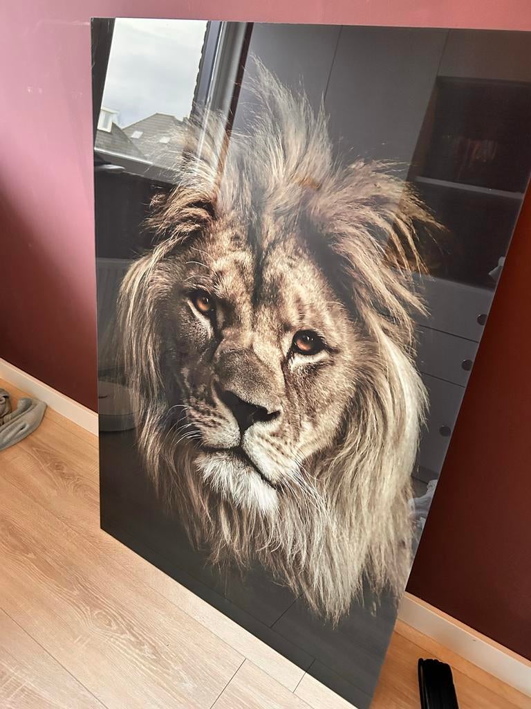 Leeuw op plexiglas met aluminium frame, Ophalen, Zo goed als nieuw, 75 tot 100 cm, Foto of Poster