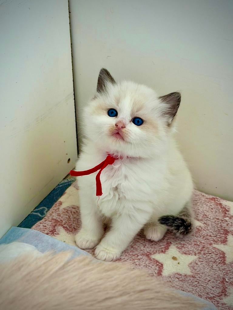 Ragdoll kitten met stamboom(fokken), Meerdere dieren, Met stamboom, 0 tot 2 jaar