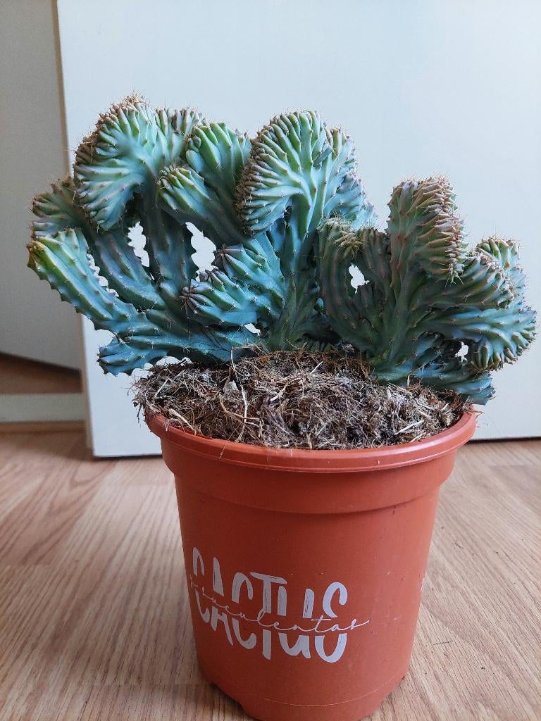 Euphorbia Lactea - Wolfberryplant / Wolfsmelk H: 28 cm., Huis en Inrichting, Kamerplanten, Ophalen, Halfschaduw, Cactus, Minder dan 100 cm