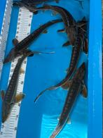 6x 40-45 cm diamant steuren, Steur