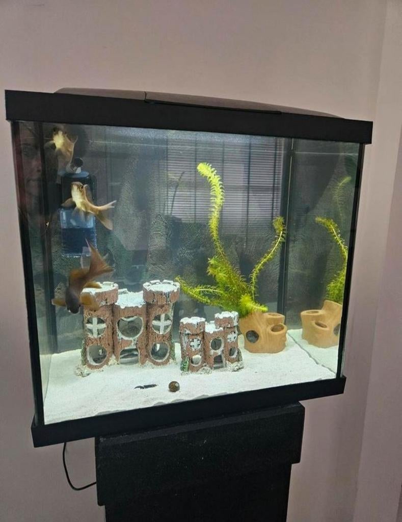 100L aquarium, incl pomp, inrichting, plantjes en vissen, Ophalen, Gebruikt, Gevuld zoetwateraquarium