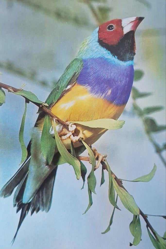 Dieren - Vogels - Gouldamadine, Ophalen of Verzenden, Gelopen, Vogel