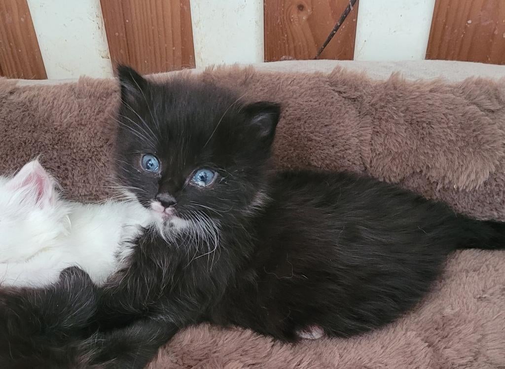 Zwart maine coon katertje, Kater, Gechipt