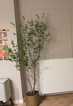 Kamerplant kunststof, Huis en Inrichting, Kamerplanten, Ophalen, Halfschaduw, Minder dan 100 cm