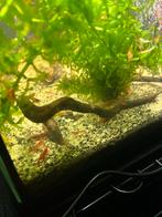 Vuur garnaaltjes, Dieren en Toebehoren, Vissen | Aquariumvissen, Kreeft, Krab of Garnaal