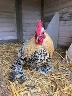 Sabelpootkriel haan, Mannelijk, Kip