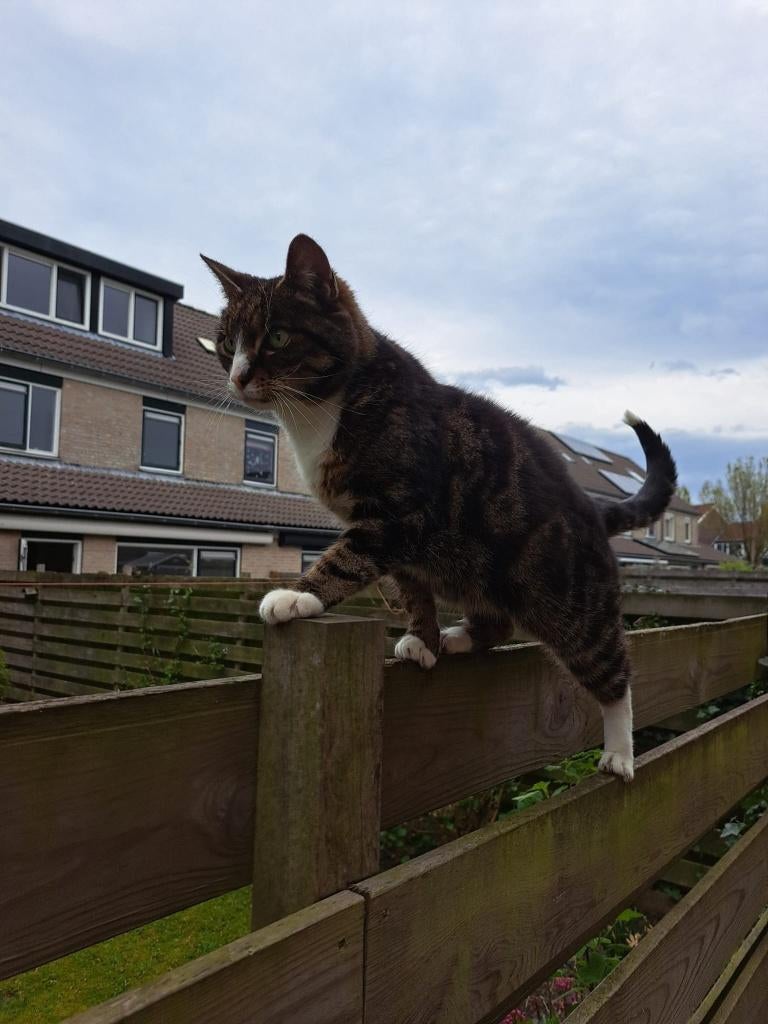 Lieve poes, Dieren en Toebehoren, Katten en Kittens | Overige Katten, Poes, Kortharig, 6 jaar of ouder