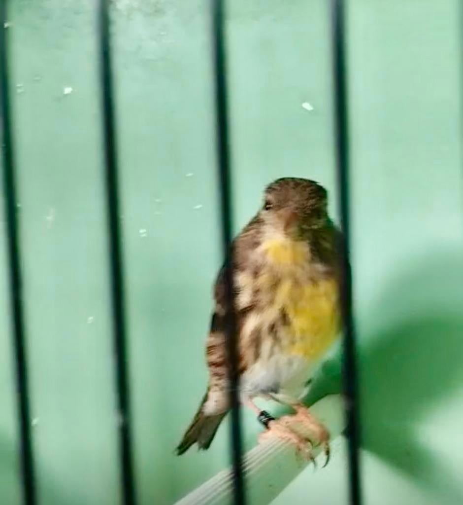 Gezocht Europese kanarie pop, Dieren en Toebehoren, Vogels | Overige Vogels, Vrouwelijk, Wildzangvogel, Geringd