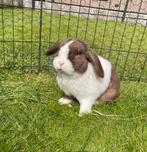 Lieve raszuivere minilop ram te koop, Mannelijk, Dwerg, Hangoor, 3 tot 5 jaar